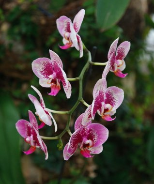 Orkide Ütopya Park.