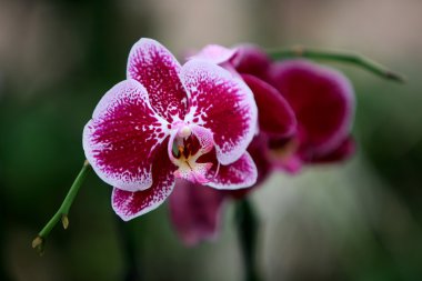 Orkide Ütopya Park.