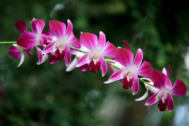 Orkide Ütopya Park.