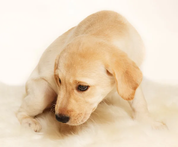 Labrador hundvalp — Stockfoto