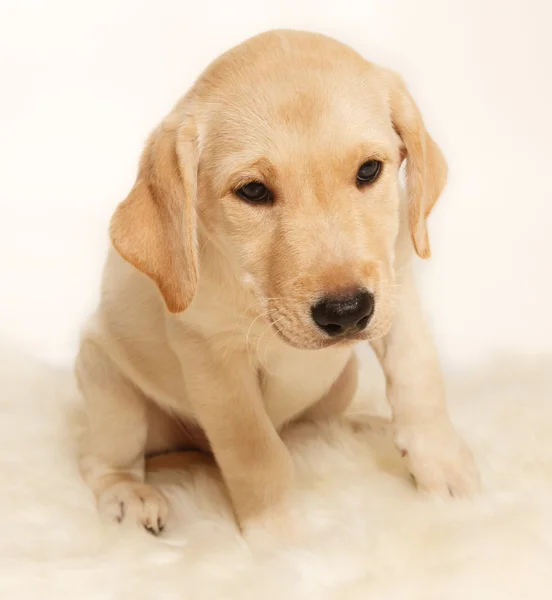 Labrador hundvalp — Stockfoto