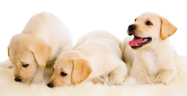 Três filhote de cachorro labrador — Fotografia de Stock