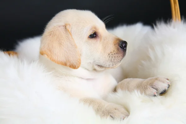 Cãozinho Labrador — Fotografia de Stock