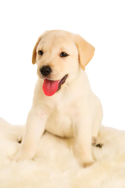 Labrador hundvalp — Stockfoto