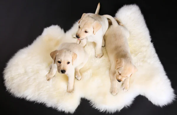 Tre cuccioli labrador — Foto Stock