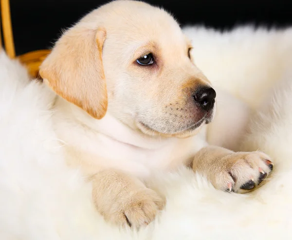 Labrador hundvalp — Stockfoto