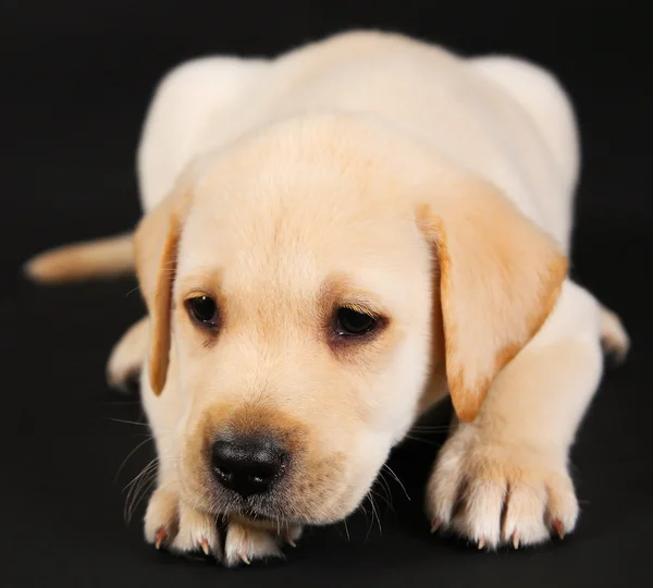 Labrador hundvalp — Stockfoto