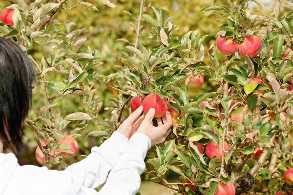 Picking apple from branch — Stock Photo, Image