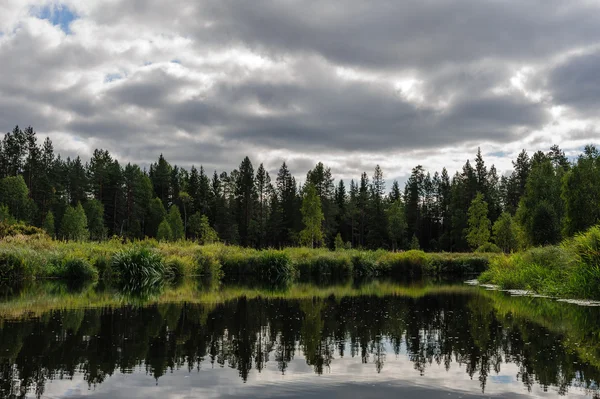 Karelian woods — Stock Photo, Image