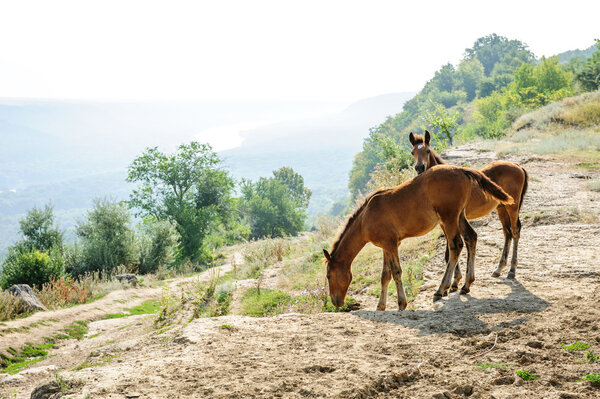 Two foals early morning at rural landscape