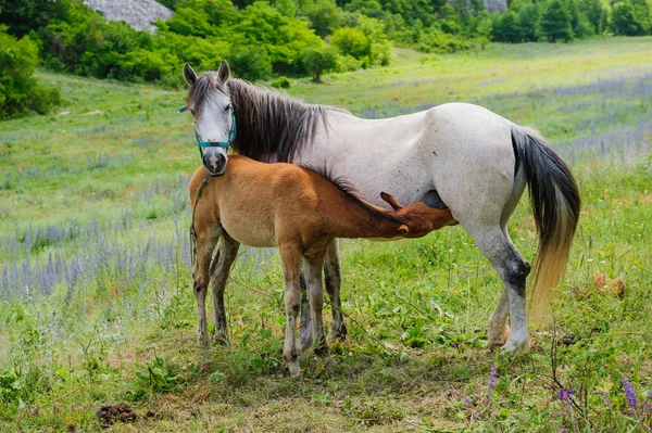 Yavru ve anne atı, emzirme — Stok fotoğraf