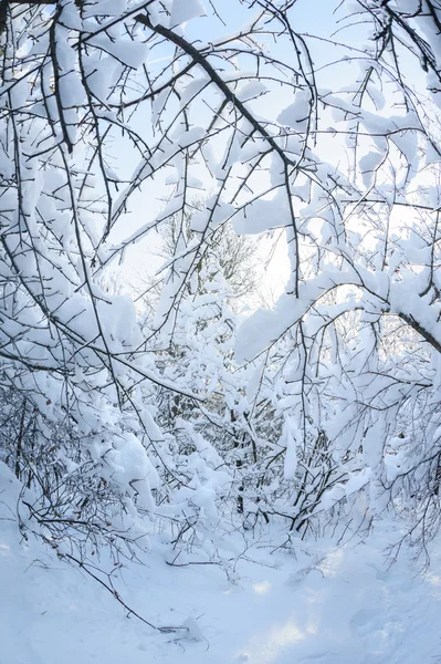 Neve na floresta — Fotografia de Stock