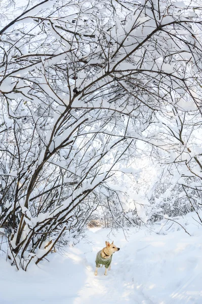 Neve na floresta — Fotografia de Stock