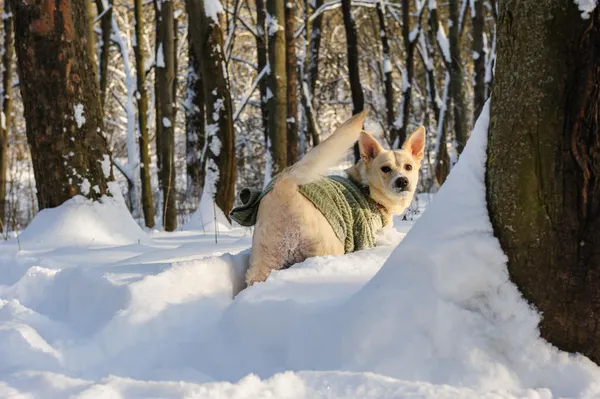 Neve na floresta — Fotografia de Stock