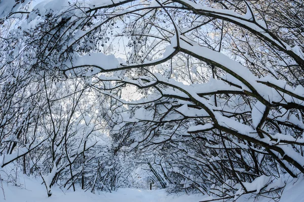 Сніг у лісі — стокове фото
