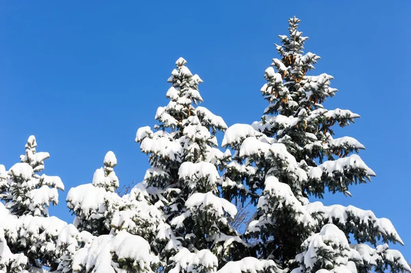 Alberi di abete coperti di neve — Foto Stock