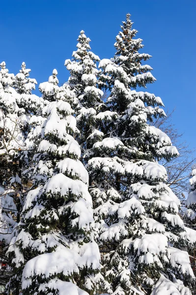 Ялинки покриті снігом — стокове фото