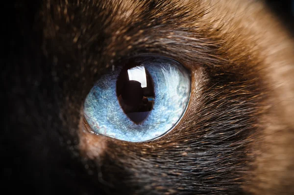 Один сиамский кошачий глаз макро крупный план — стоковое фото