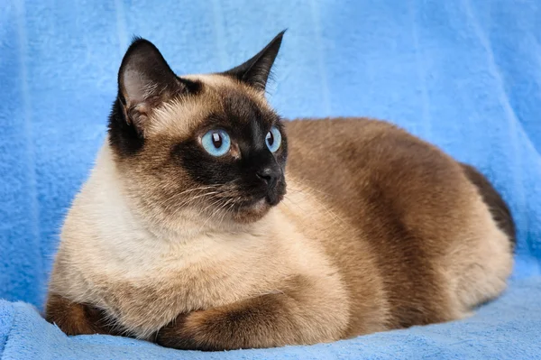 Siamese katt närbild — Stockfoto