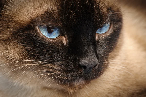 Siamese cat face macro closeup — Stock Photo, Image