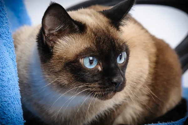 Крупним планом кішки сіамські — стокове фото