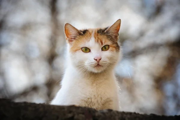 野良猫 — ストック写真