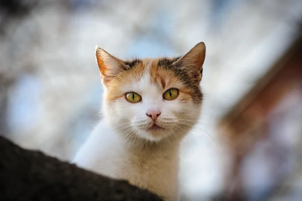 Sokak kedisi — Stok fotoğraf