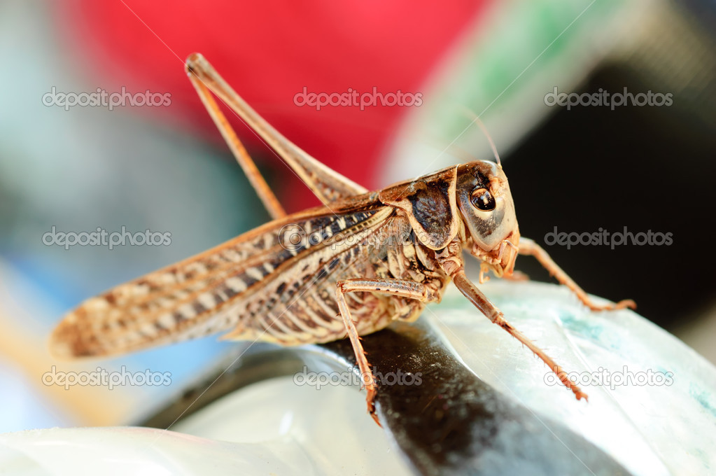 Grasshopper insect macro