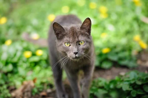 Stray grey kitten — Stock Photo, Image