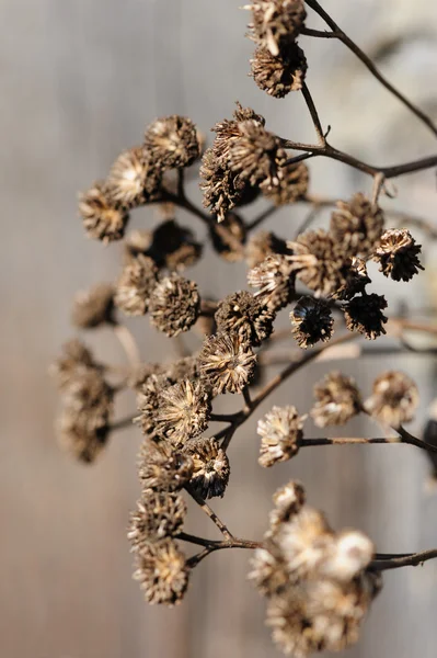 Dried plant — Stock Photo, Image