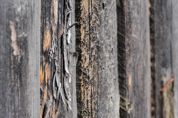 Ραγισμένα ηλικίας ξύλινες σανίδες — Φωτογραφία Αρχείου