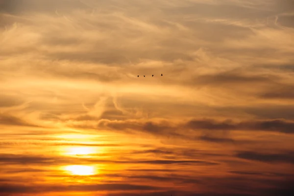 Fliegende Vögel vor dramatischem Sonnenuntergang — Stockfoto