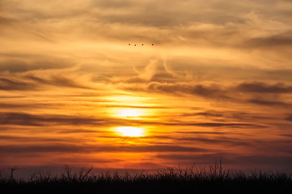 Fliegende Vögel vor dramatischem Sonnenuntergang — Stockfoto