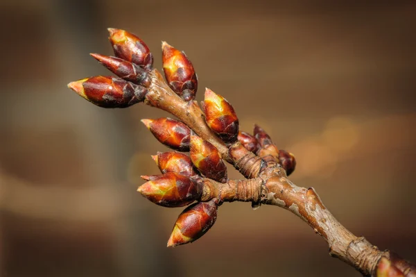 Spring twig with buds — Stock Photo, Image