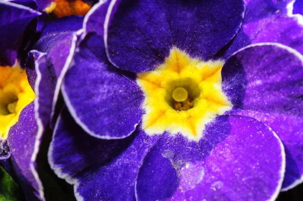 Azul primula flores macro closeup — Fotografia de Stock