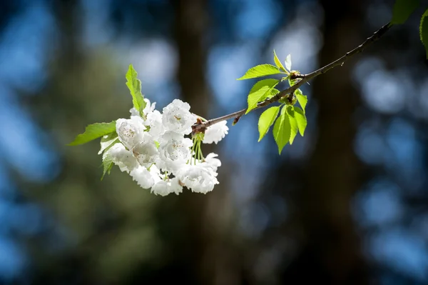 Blooming cherry branch — Stock Photo, Image