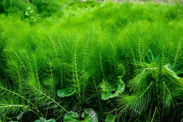 Lush green equisetum — Stock Photo, Image