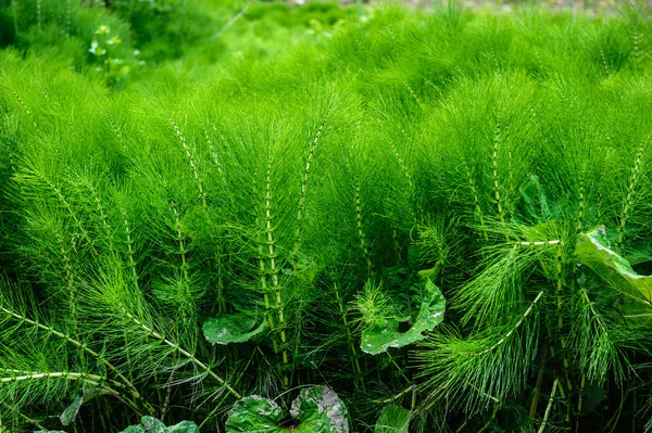 Lush green equisetum — Stock Image Lush green equisetum Stock Picture