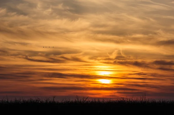 Flying birds on dramatic sunset background — Stock Photo, Image