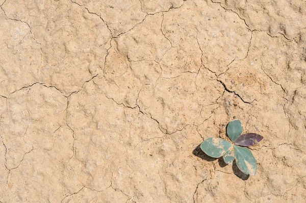 Textura de primer plano de suelo seco y arena — Foto de Stock