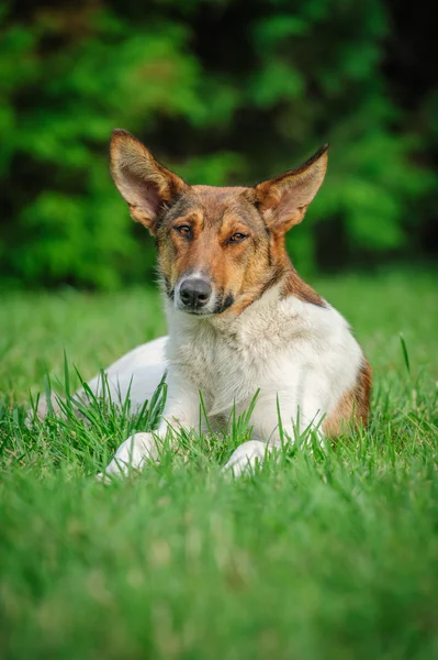 Cão selvagem — Fotografia de Stock