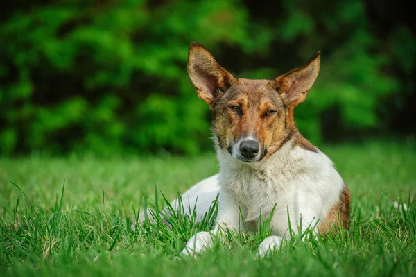 Cão selvagem — Fotografia de Stock