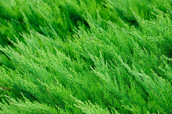 Thuja background Stock Image