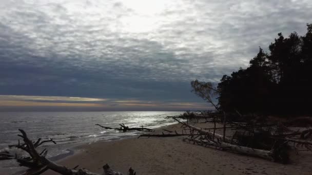 Playa Después Tormenta Con Árboles Caídos Troncos Storm Broken Trees — Vídeos de Stock
