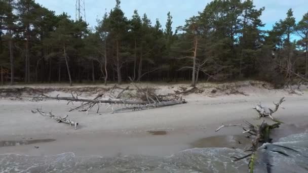 Stranden Efter Stormen Med Fallna Träd Och Stammar Storm Broken — Stockvideo