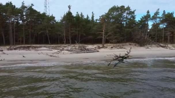 Praia Após Tempestade Com Árvores Caídas Troncos Storm Broken Trees — Vídeo de Stock