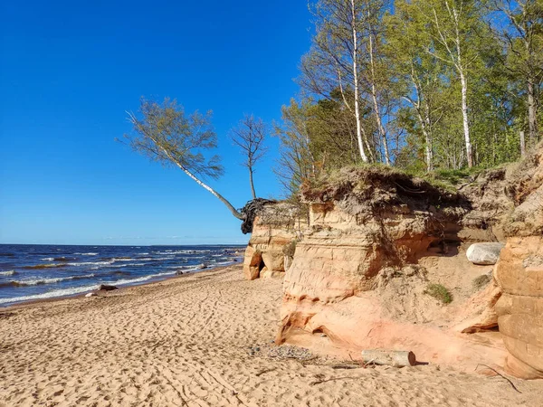 Veczemju Klintis Veczemju Cliffs Baltic Sea Tuja Latvia 美丽的海滨 有石灰石和沙坑 — 图库照片