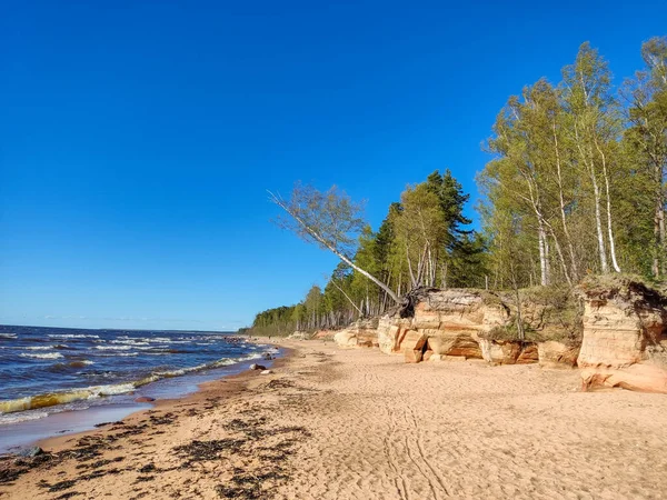 Veczemju Klintis Veczemju Cliffs Baltic Sea Tuja Latvia 美丽的海滨 有石灰石和沙坑 — 图库照片