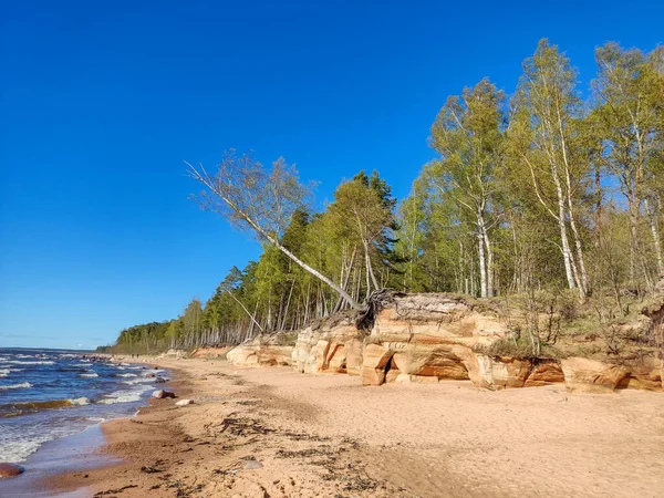 Veczemju Klintis Veczemju Cliffs Baltic Sea Tuja Latvia 美丽的海滨 有石灰石和沙坑 — 图库照片