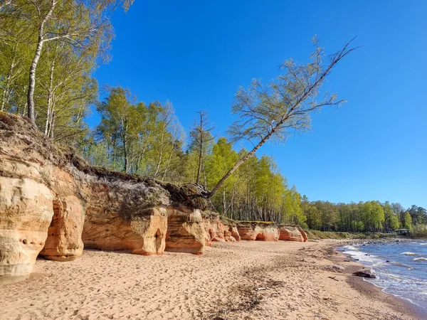 Veczemju Klintis Veczemju Cliffs Baltic Sea Tuja Latvia 美丽的海滨 有石灰石和沙坑 — 图库照片